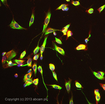 Immunocytochemistry/ Immunofluorescence - Anti-Nestin antibody [EPR1301(2)] - BSA and Azide free (AB242400), expandable thumbnail
