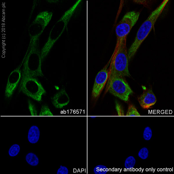 Immunocytochemistry/ Immunofluorescence - Anti-Nestin antibody [EPR1301(2)] - BSA and Azide free (AB242400), expandable thumbnail