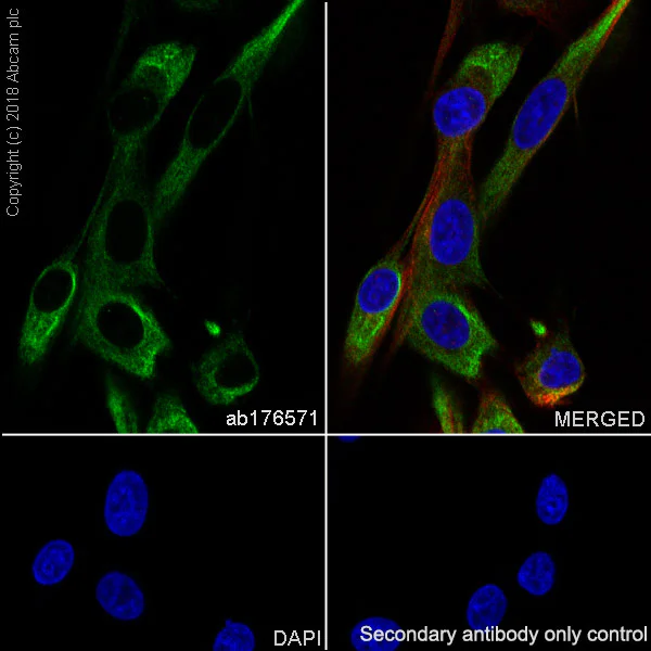 Immunocytochemistry/ Immunofluorescence - Anti-Nestin antibody [EPR1301(2)] - BSA and Azide free (AB242400)