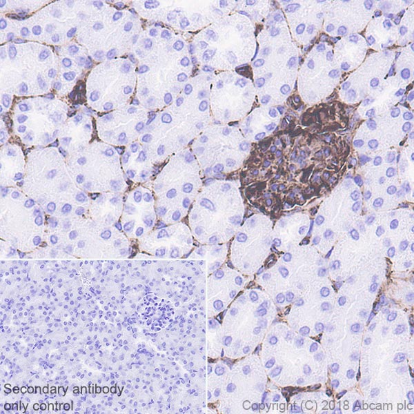 Immunohistochemistry (Formalin/PFA-fixed paraffin-embedded sections) - Anti-Nestin antibody [EPR22023] - BSA and Azide free (AB237036), expandable thumbnail