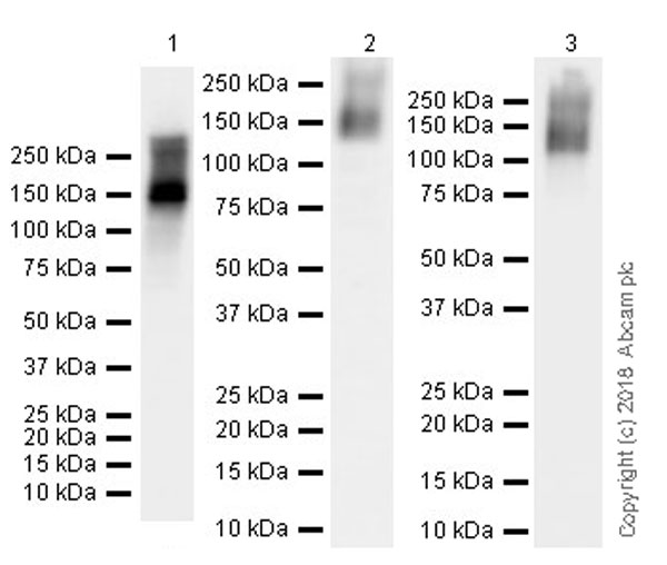Western blot - Anti-Nestin antibody [EPR22023] - Neural Stem Cell Marker (AB221660), expandable thumbnail