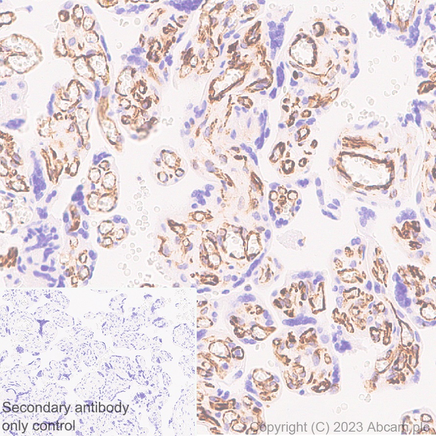 Immunohistochemistry (Formalin/PFA-fixed paraffin-embedded sections) - Anti-Nestin antibody [EPR27207-53] (AB313787), expandable thumbnail