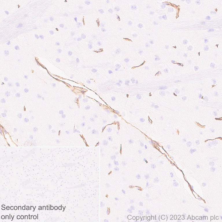 Immunohistochemistry (Formalin/PFA-fixed paraffin-embedded sections) - Anti-Nestin antibody [EPR27207-53] - Neural Stem Cell Marker (AB313787)