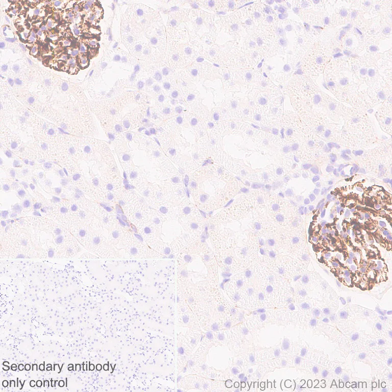 Immunohistochemistry (Formalin/PFA-fixed paraffin-embedded sections) - Anti-Nestin antibody [EPR27207-53] - Neural Stem Cell Marker (AB313787)