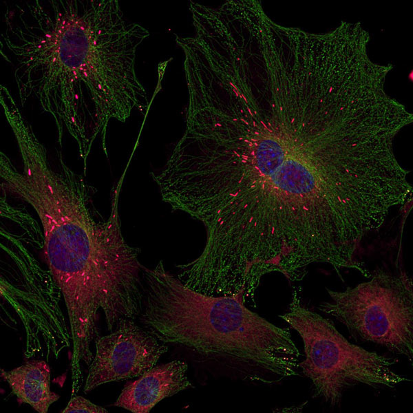 Immunocytochemistry/ Immunofluorescence - Anti-Nestin antibody (AB134017), expandable thumbnail