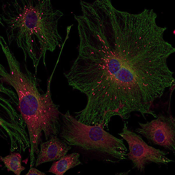Immunocytochemistry/ Immunofluorescence - Anti-Nestin antibody - Neural Stem Cell Marker (AB134017)