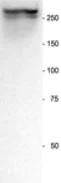 Western blot - Anti-Nestin antibody - Neural Stem Cell Marker (AB134017)