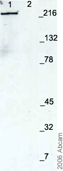 Western blot - Anti-Nestin antibody - Neural Stem Cell Marker (AB7659), expandable thumbnail