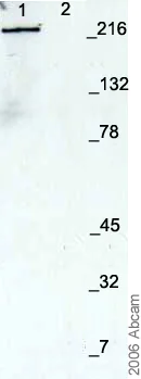 Western blot - Anti-Nestin antibody - Neural Stem Cell Marker (AB7659)