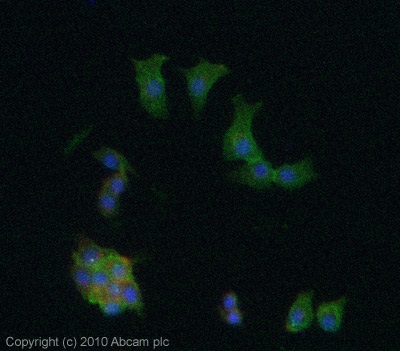 Immunocytochemistry/ Immunofluorescence - Anti-Nestin antibody - Neural Stem Cell Marker (AB92391), expandable thumbnail