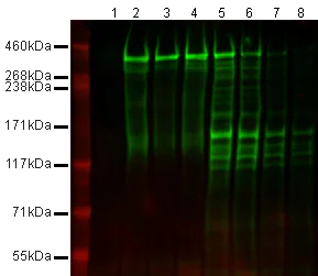 Western blot - Anti-Nestin antibody [Rat-401] - Neural Stem Cell Marker (AB6142)