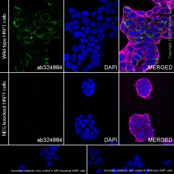 Immunocytochemistry/ Immunofluorescence - Anti-Nestin antibody [RM1345] (AB324884)