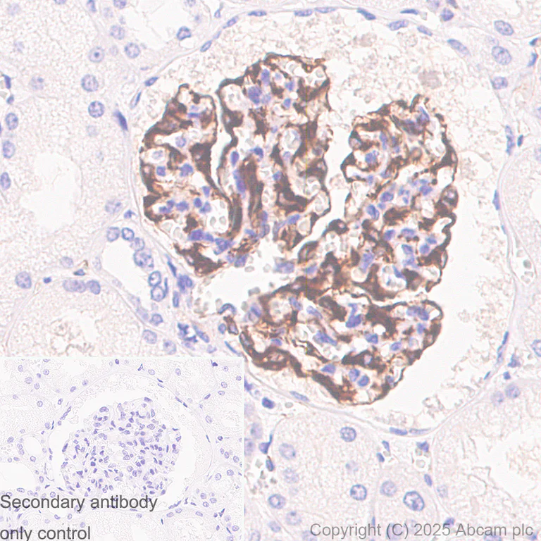 Immunohistochemistry (Formalin/PFA-fixed paraffin-embedded sections) - Anti-Nestin antibody [RM1345] (AB324884)