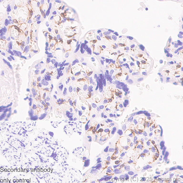 Immunohistochemistry (Formalin/PFA-fixed paraffin-embedded sections) - Anti-Nestin antibody [RM1345] (AB324884)