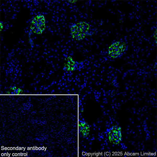 Immunohistochemistry (Frozen sections) - Anti-Nestin antibody [RM1345] (AB324884)