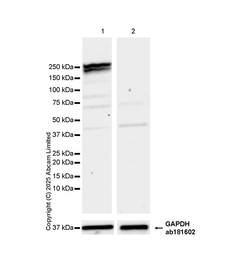Western blot - Anti-Nestin antibody [RM1345] (AB324884)
