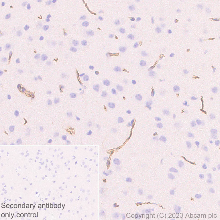 Immunohistochemistry (Formalin/PFA-fixed paraffin-embedded sections) - Anti-Nestin antibody [RM2043] - BSA and Azide free (AB316019)