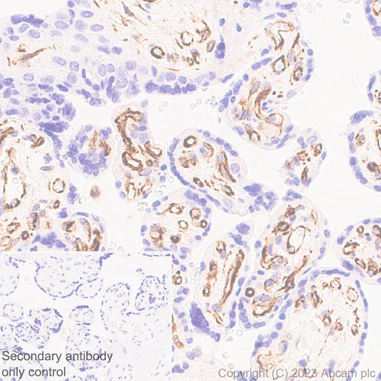 Immunohistochemistry (Formalin/PFA-fixed paraffin-embedded sections) - Anti-Nestin antibody [RM2043] - Neural Stem Cell Marker (AB316018)