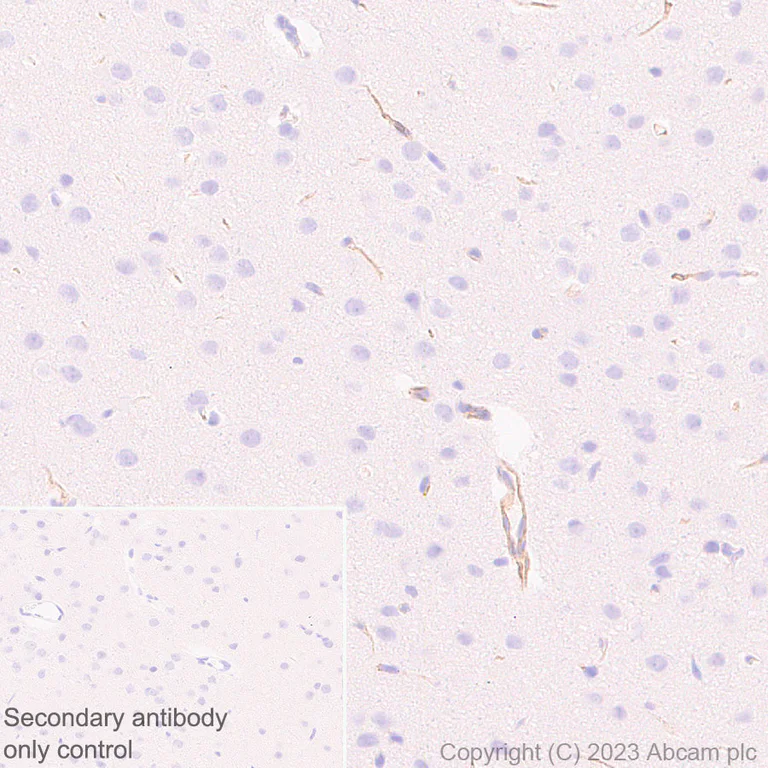 Immunohistochemistry (Formalin/PFA-fixed paraffin-embedded sections) - Anti-Nestin antibody [RM2043] - Neural Stem Cell Marker (AB316018)