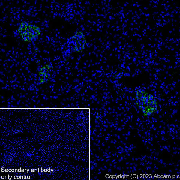Immunohistochemistry (Frozen sections) - Anti-Nestin antibody [RM2043] - Neural Stem Cell Marker (AB316018)