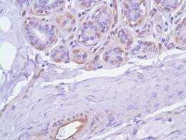 Immunohistochemistry (Formalin/PFA-fixed paraffin-embedded sections) - Anti-Nestin antibody [SP103] - BSA and Azide free (AB271870)