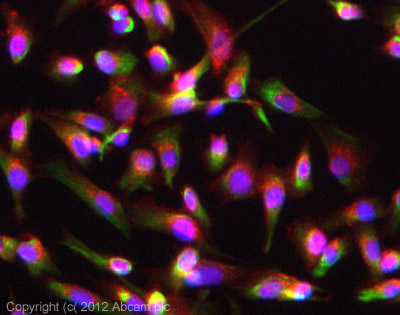 Immunocytochemistry/ Immunofluorescence - Anti-Nestin antibody [SP103] (AB105389), expandable thumbnail