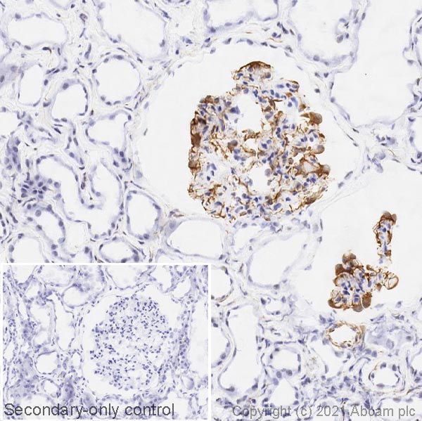 Immunohistochemistry (Frozen sections) - Anti-Nestin antibody [SP103] (AB105389), expandable thumbnail