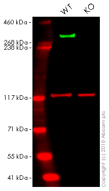 Western blot - Anti-Nestin antibody [SP103] - Neural Stem Cell Marker (AB105389), expandable thumbnail
