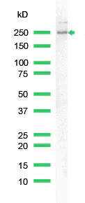 Western blot - Anti-Nestin antibody [SP103] - Neural Stem Cell Marker (AB105389)