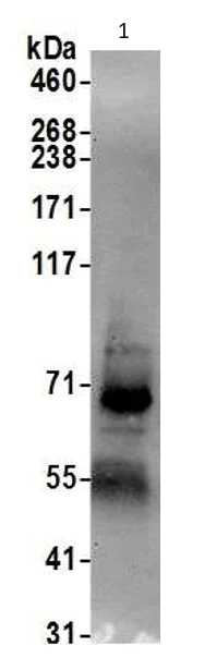 Immunoprecipitation - Anti-NET1 antibody (AB113202)