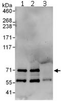 Immunoprecipitation - Anti-NET1 antibody (AB113202)