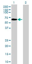 Western blot - Anti-NETO1 antibody (AB69226)