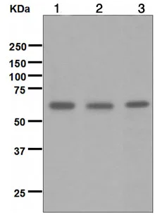 Western blot - Anti-NETO2 antibody [EPR3497] (AB109288)