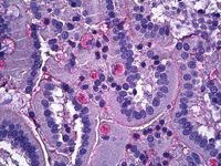 Immunohistochemistry (Formalin/PFA-fixed paraffin-embedded sections) - Anti-Netrin 1 antibody (AB122903)