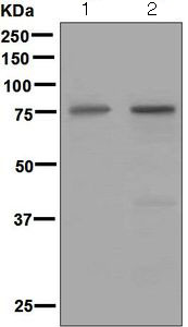 Western blot - Anti-Netrin 1 antibody [EPR5428] - BSA and Azide free (AB201324), expandable thumbnail