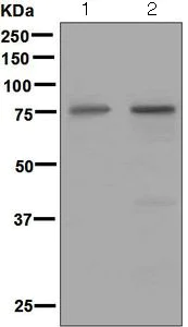 Western blot - Anti-Netrin 1 antibody [EPR5428] - BSA and Azide free (AB201324)