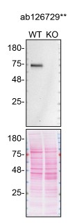 Western blot - Anti-Netrin 1 antibody [EPR5428] - BSA and Azide free (ab201324), expandable thumbnail