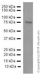 Western blot - Anti-Netrin 1 antibody [EPR5428] - BSA and Azide free (AB201324), expandable thumbnail