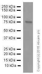 Western blot - Anti-Netrin 1 antibody [EPR5428] - BSA and Azide free (AB201324)