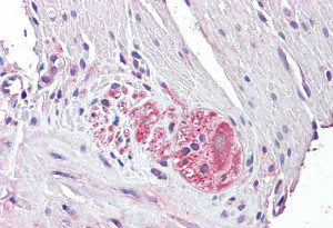 Immunohistochemistry (Formalin/PFA-fixed paraffin-embedded sections) - Anti-Netrin 4 antibody (AB136663), expandable thumbnail