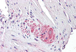 Immunohistochemistry (Formalin/PFA-fixed paraffin-embedded sections) - Anti-Netrin 4 antibody (AB136663)