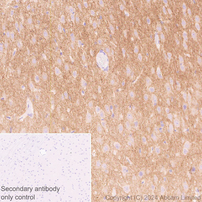 Immunohistochemistry (Formalin/PFA-fixed paraffin-embedded sections) - Anti-Netrin G1 antibody [EPR27984-506] (AB319037)