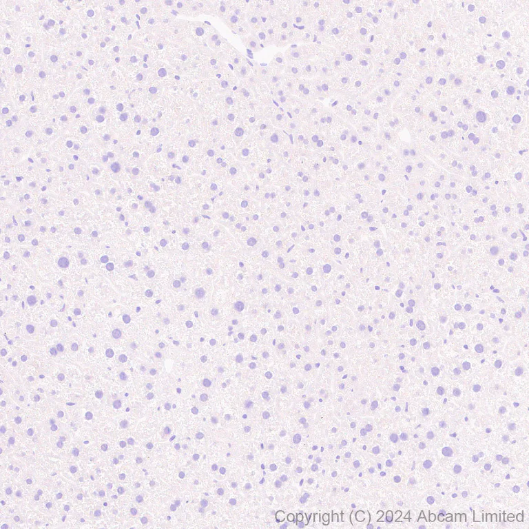 Immunohistochemistry (Formalin/PFA-fixed paraffin-embedded sections) - Anti-Netrin G1 antibody [EPR27984-506] (AB319037)