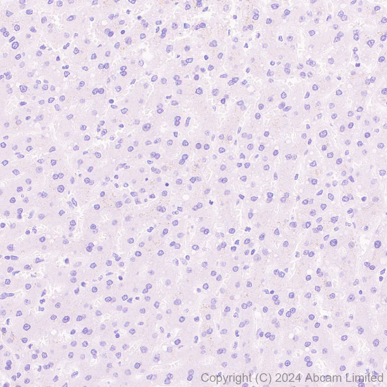 Immunohistochemistry (Formalin/PFA-fixed paraffin-embedded sections) - Anti-Netrin G1 antibody [EPR27984-506] (AB319037)