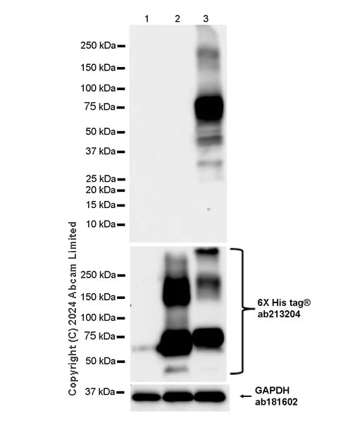Western blot - Anti-Netrin G1 antibody [EPR27984-506] (AB319037)