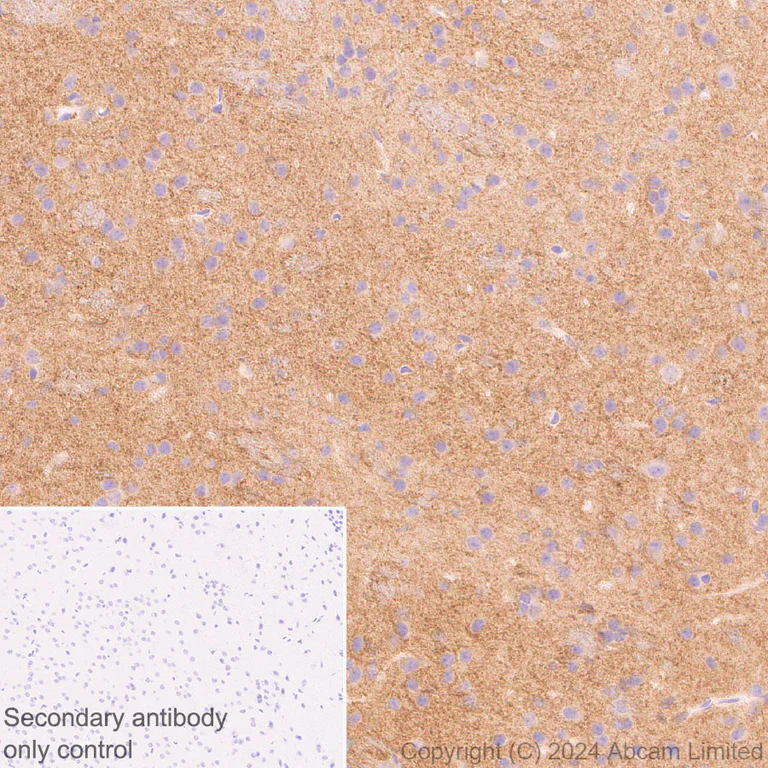 Immunohistochemistry (Formalin/PFA-fixed paraffin-embedded sections) - Anti-Netrin G1 antibody [EPR27984-506] - BSA and Azide free (AB319038)