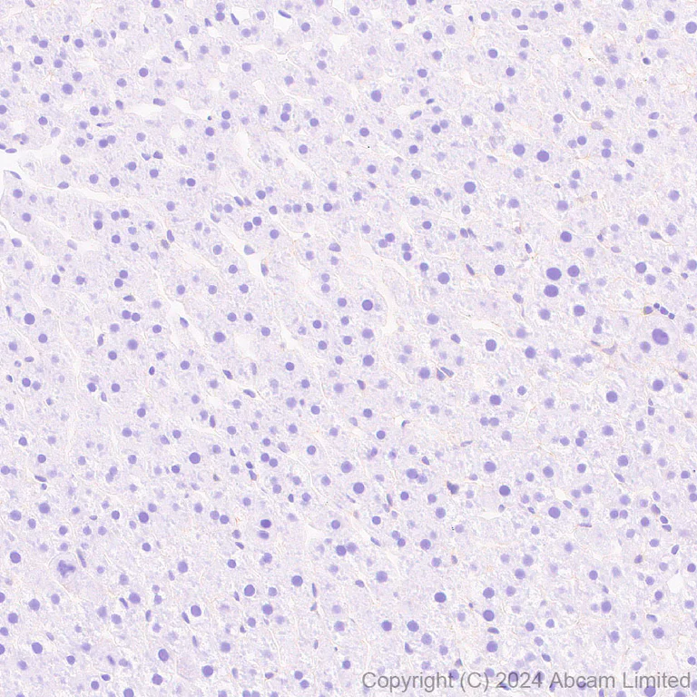 Immunohistochemistry (Formalin/PFA-fixed paraffin-embedded sections) - Anti-Netrin G1 antibody [EPR27984-506] - BSA and Azide free (AB319038)