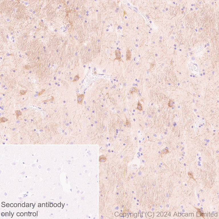 Immunohistochemistry (Formalin/PFA-fixed paraffin-embedded sections) - Anti-Netrin G1 antibody [EPR27984-506] - BSA and Azide free (AB319038)