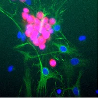 Immunocytochemistry/ Immunofluorescence - Anti-NeuN antibody [1B7] - Neuronal Marker (AB104224)