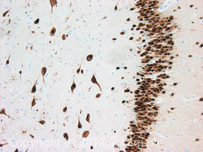 Immunohistochemistry (Formalin/PFA-fixed paraffin-embedded sections) - Anti-NeuN antibody [1B7] - Neuronal Marker (AB104224)